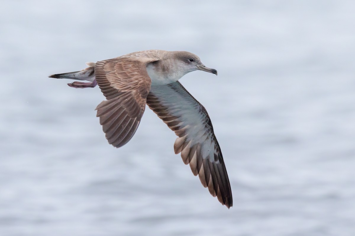 Cape Verde Shearwater - Nick Bonomo