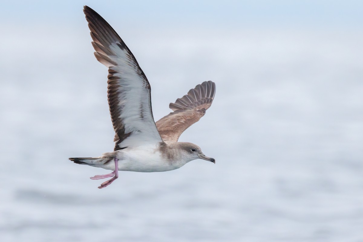 Cape Verde Shearwater - Nick Bonomo