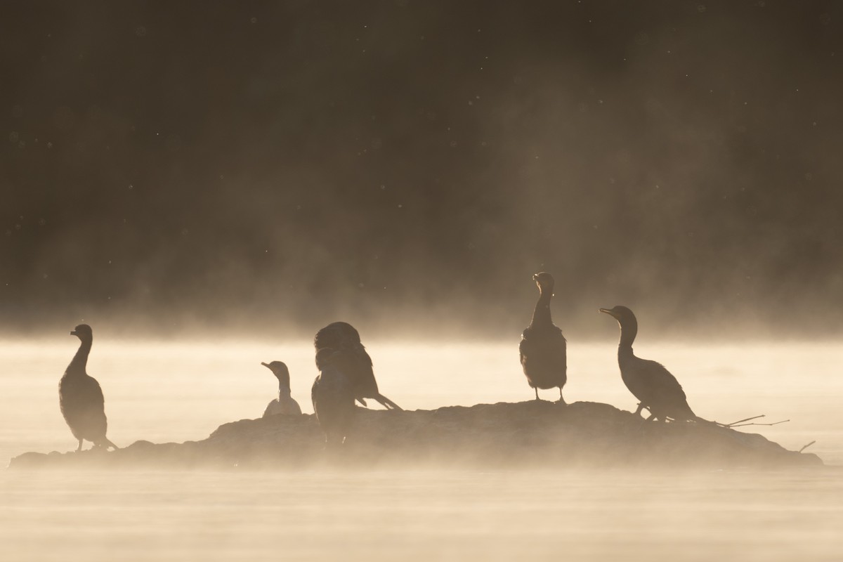 Double-crested Cormorant - ML474975201