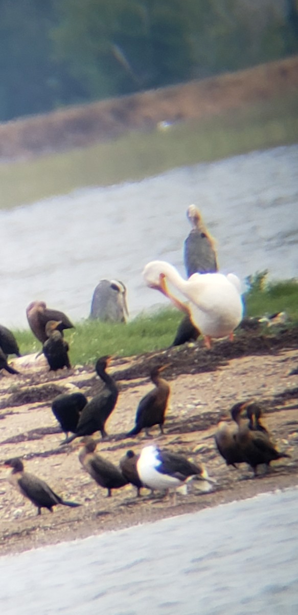 American White Pelican - ML474975931