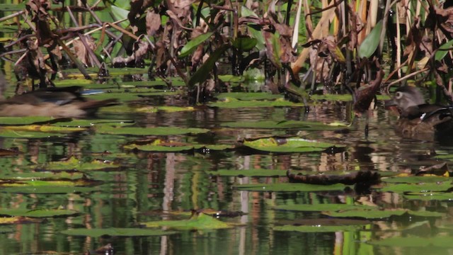 Wood Duck - ML474976