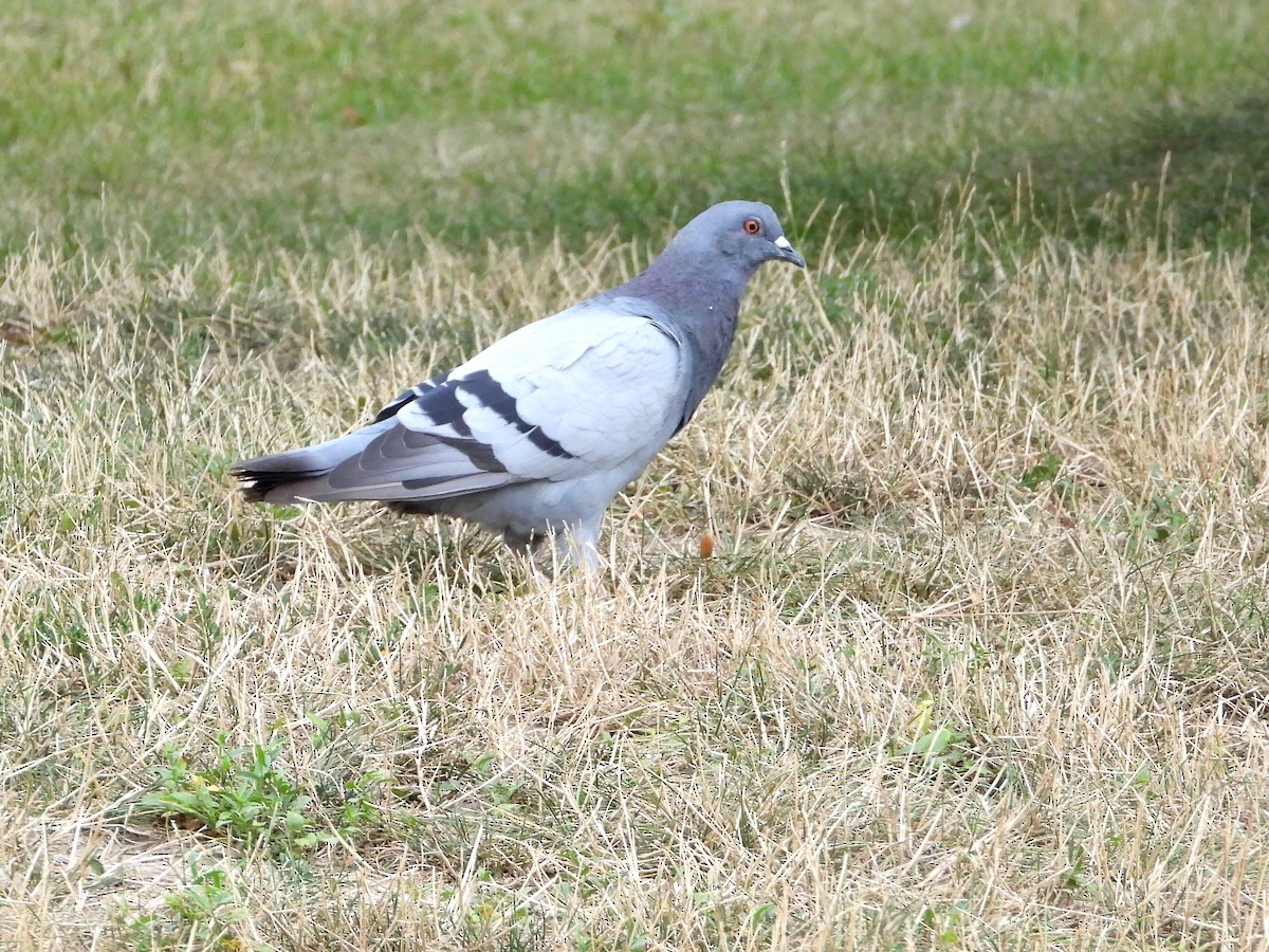 Pigeon biset (forme domestique) - ML474976521