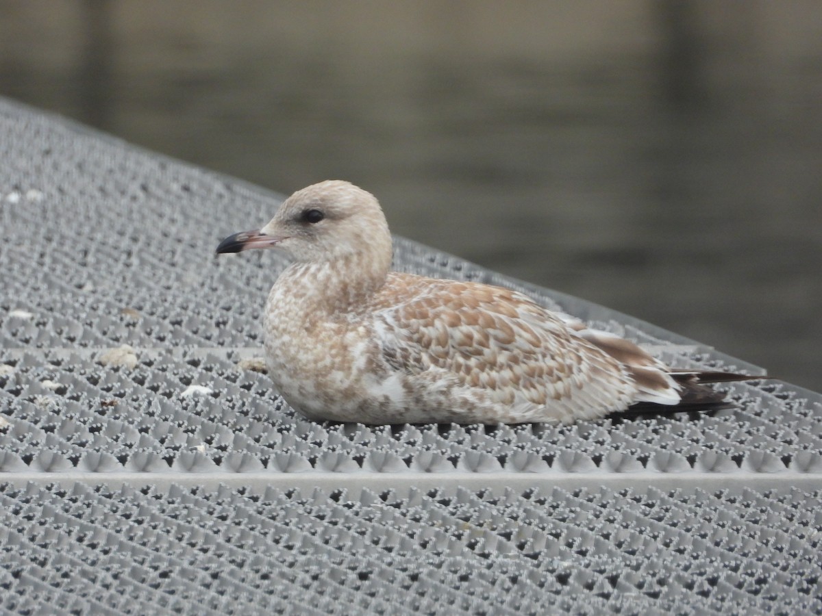 Ring-billed Gull - ML474976741