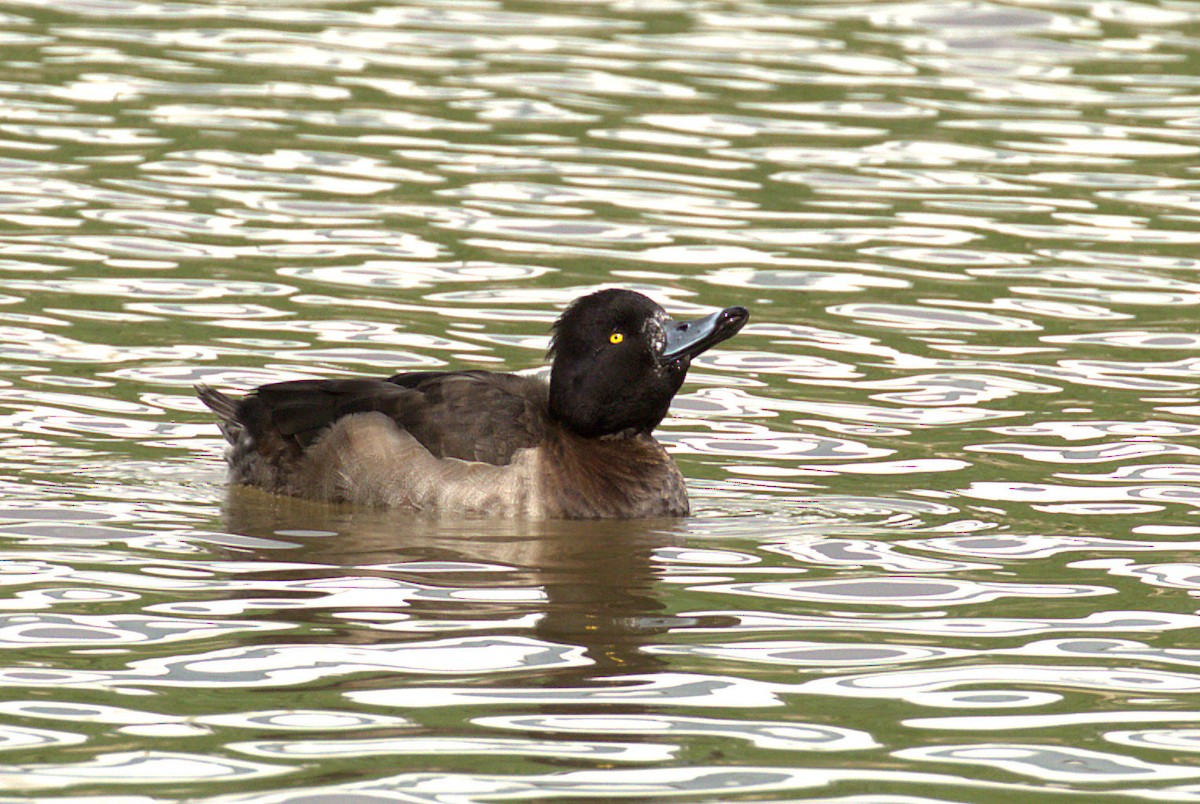 鳳頭潛鴨 - ML47497721