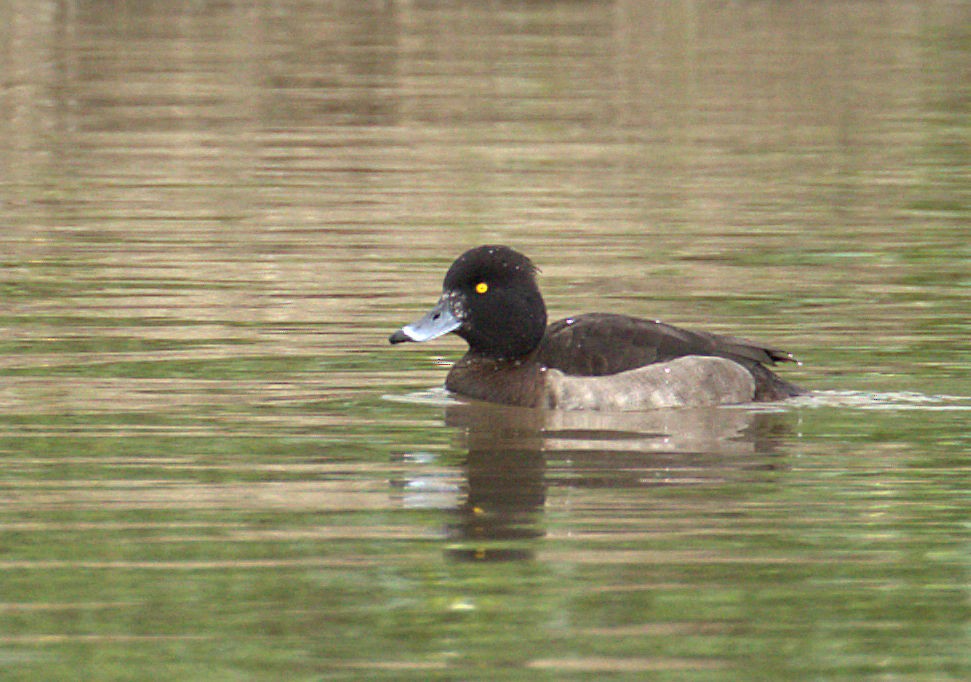 鳳頭潛鴨 - ML47497731