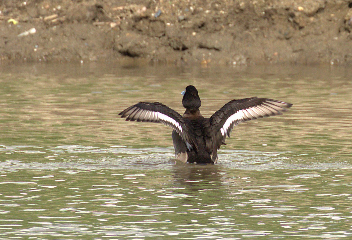 鳳頭潛鴨 - ML47497771