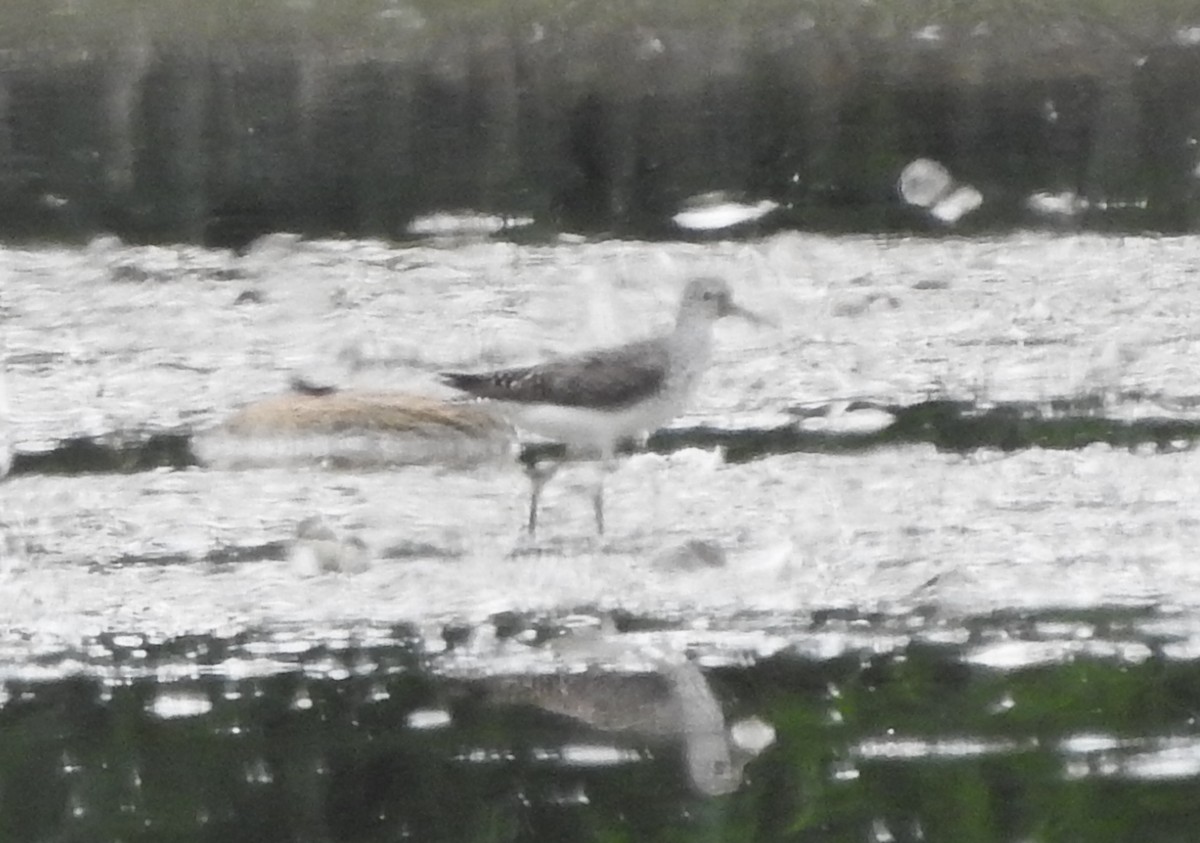 Lesser Yellowlegs - ML474978391