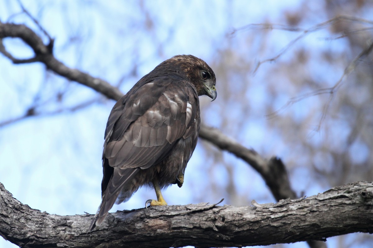 Hawaiian Hawk - Brennan Mulrooney