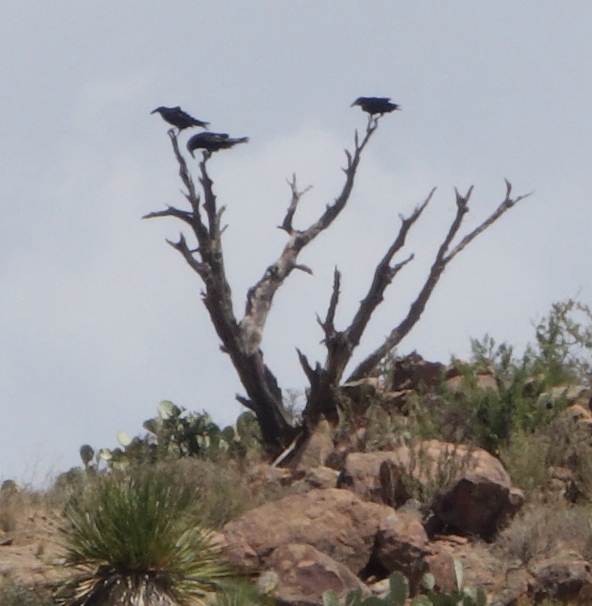 Common Raven - ML474979771