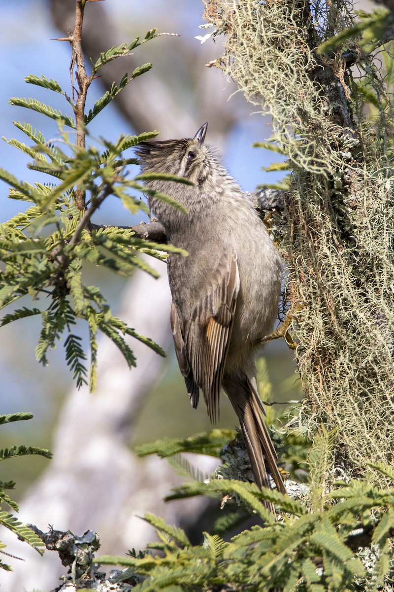 Tufted Tit-Spinetail - ML474980751