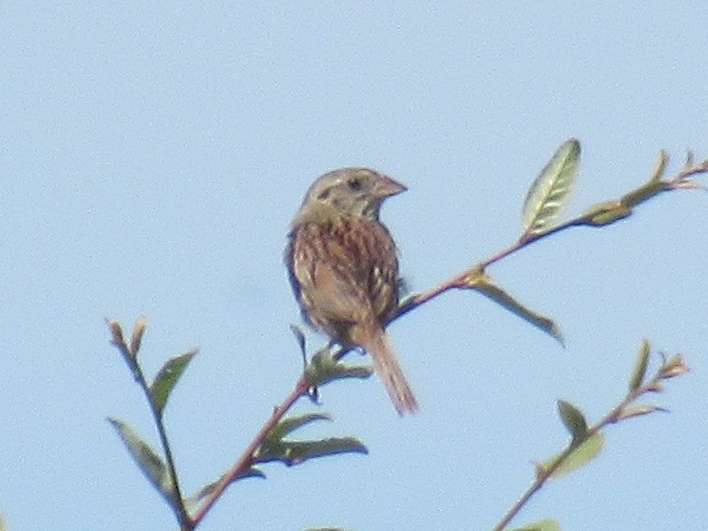 Henslow's Sparrow - ML474981031