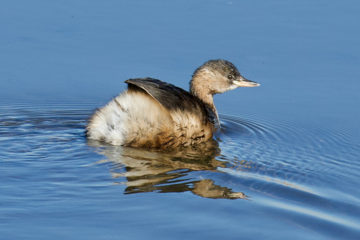 Little Grebe - ML474985801