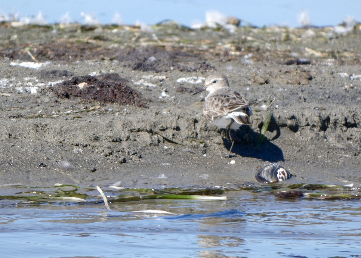 White-rumped Sandpiper - ML474986871