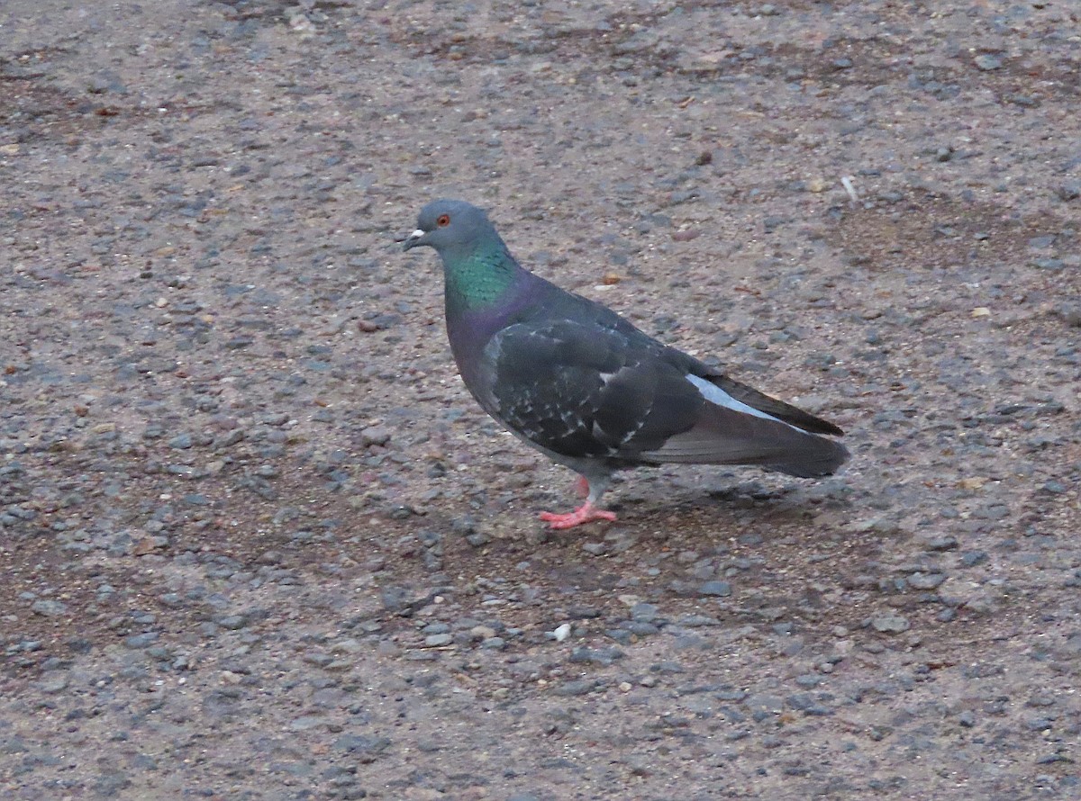 Rock Pigeon (Feral Pigeon) - ML474986991