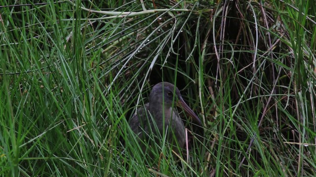 Clapper Rail (Atlantic Coast) - ML474987