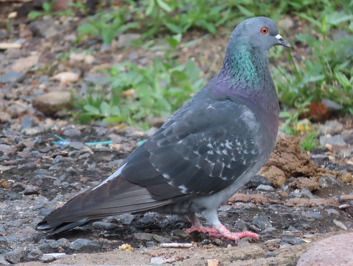Pigeon biset (forme domestique) - ML474987021