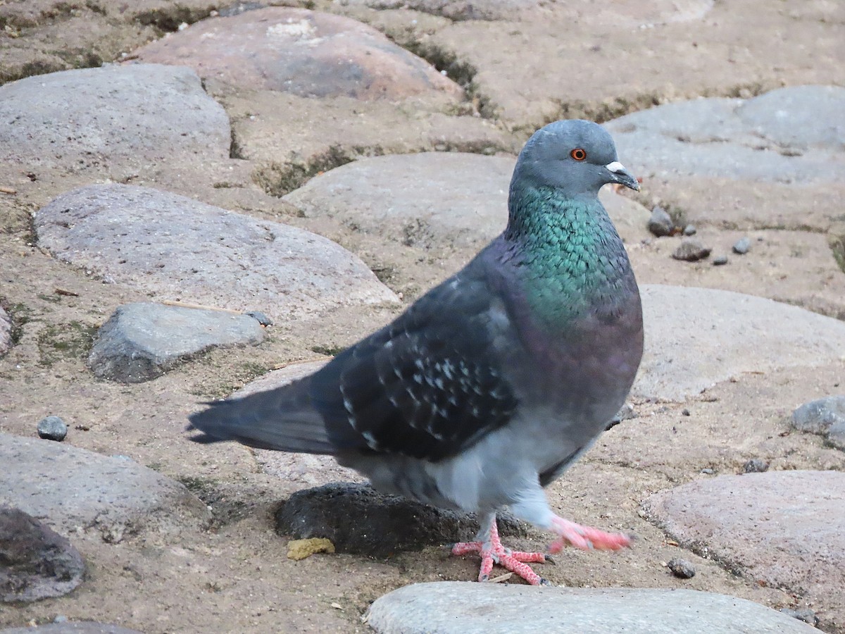 Rock Pigeon (Feral Pigeon) - ML474987041