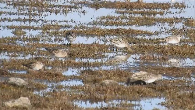 Sharp-tailed Sandpiper - ML474987451