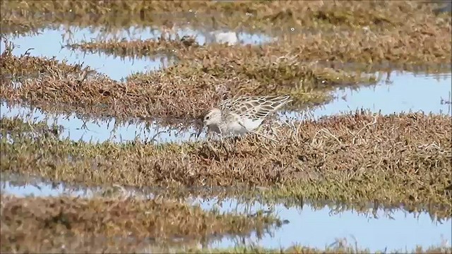 Sharp-tailed Sandpiper - ML474987641