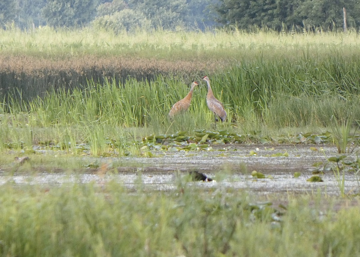 Sandhill Crane - Jon D. Erickson