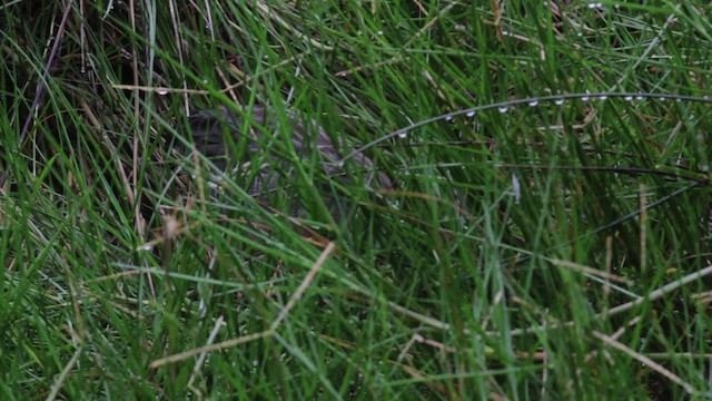 Clapper Rail (Atlantic Coast) - ML474988