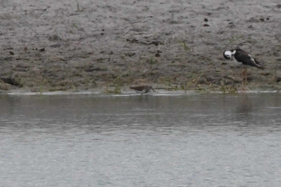 Graubrust-Strandläufer - ML474988131