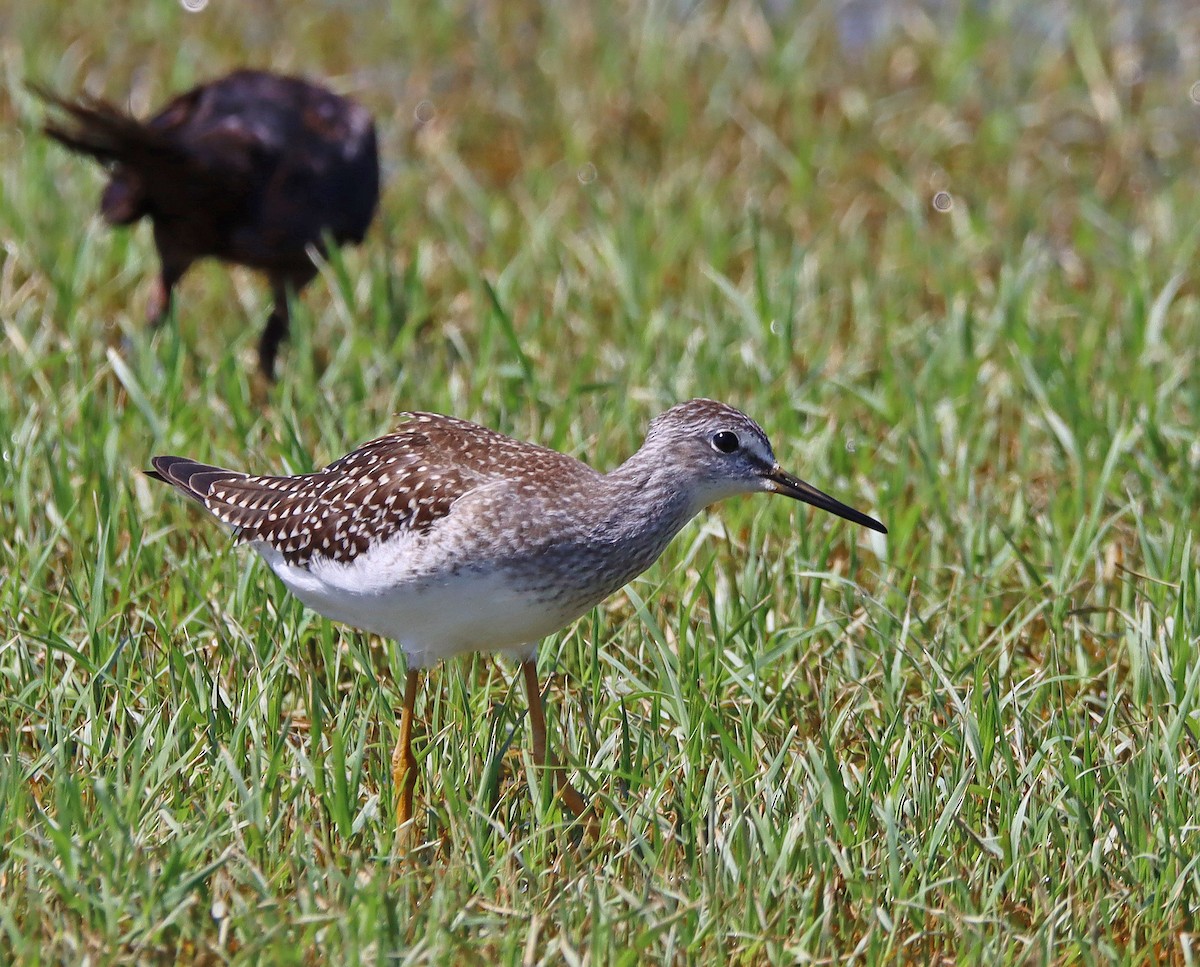 Lesser Yellowlegs - ML474988181