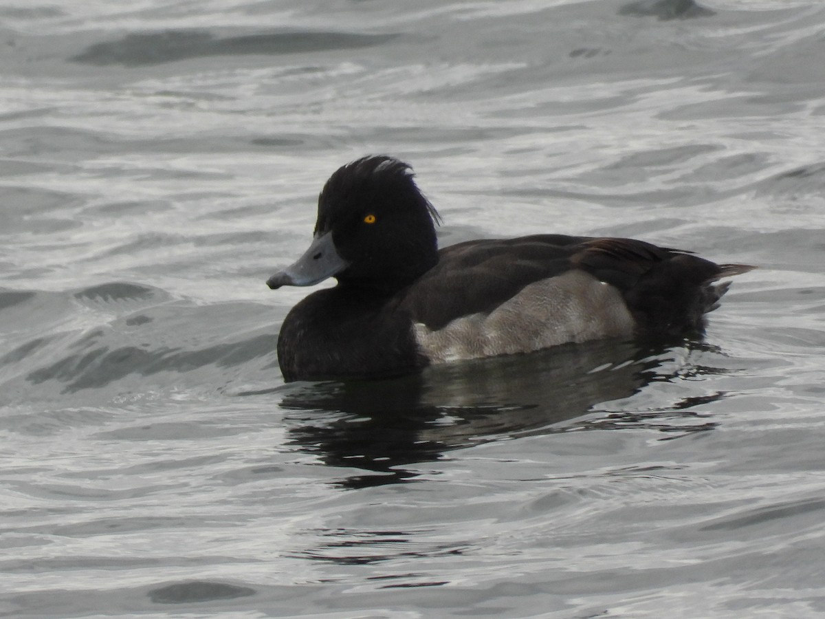 Tufted Duck - ML474988221