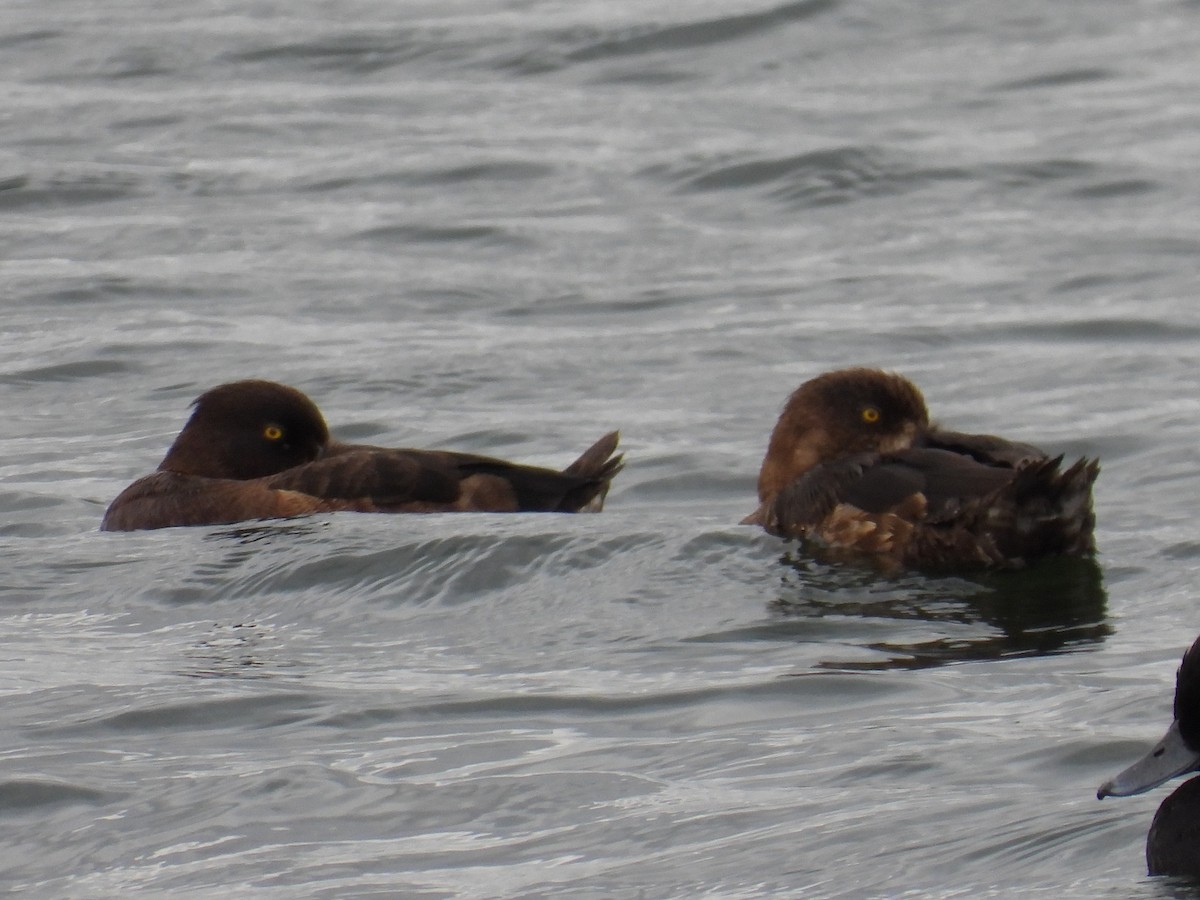 Tufted Duck - ML474988231