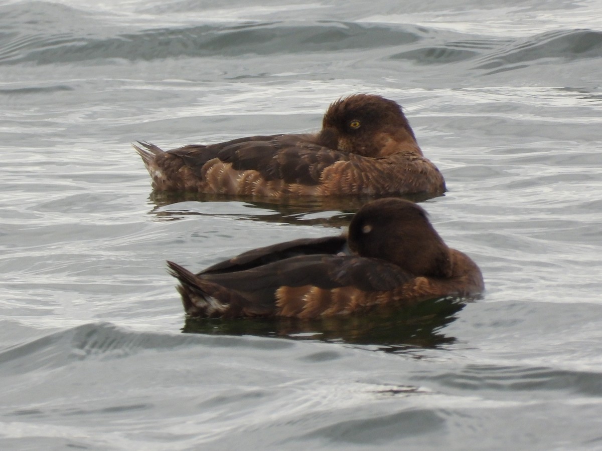 Tufted Duck - ML474988241