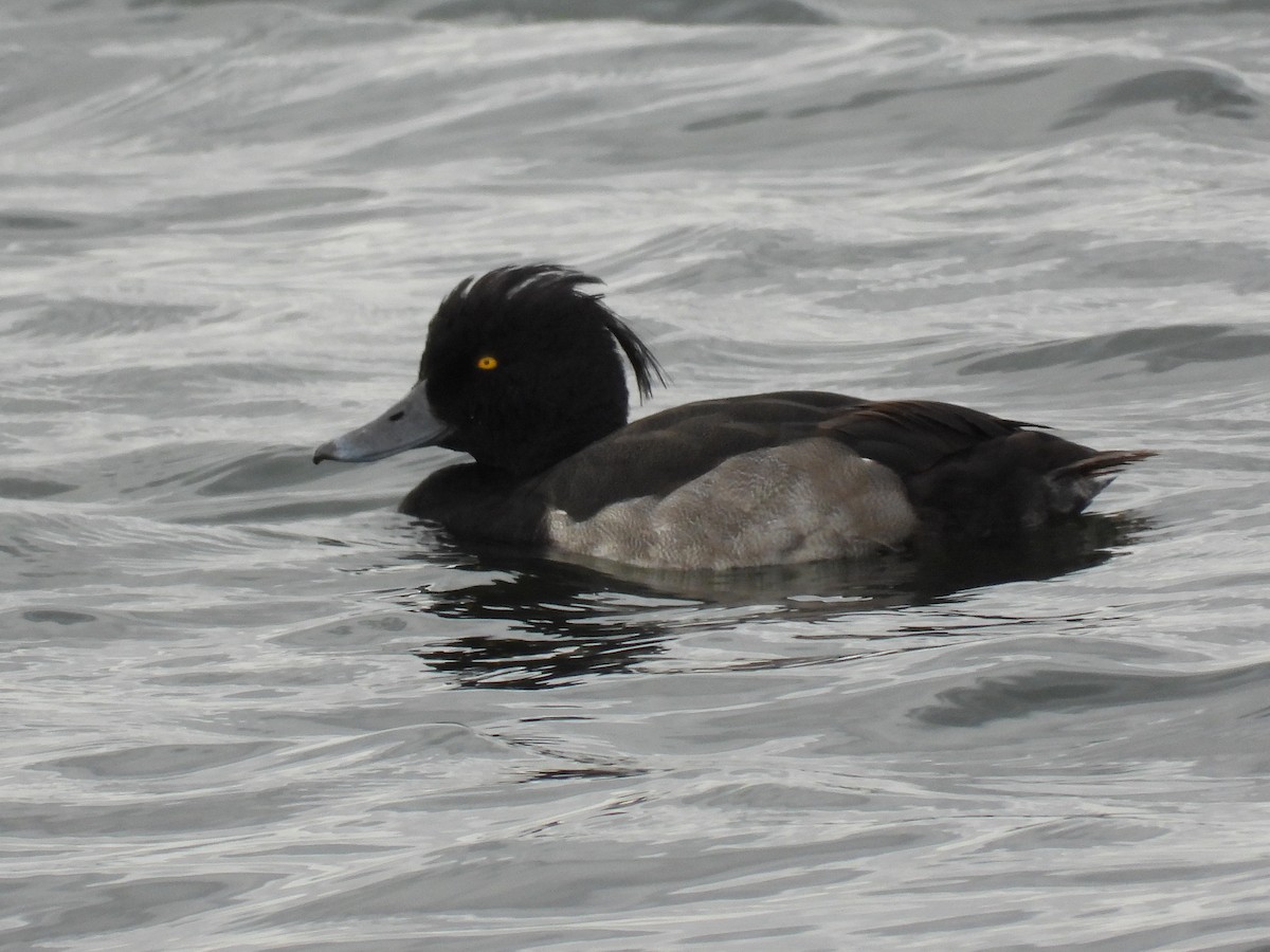 Tufted Duck - ML474988251