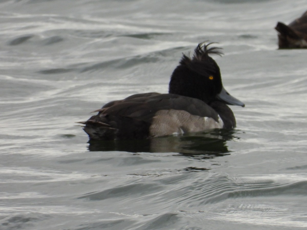 Tufted Duck - ML474988261