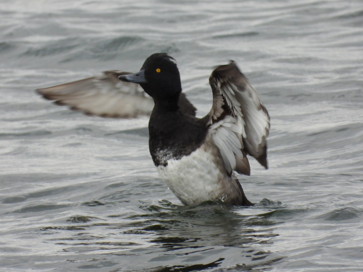 Tufted Duck - ML474988271