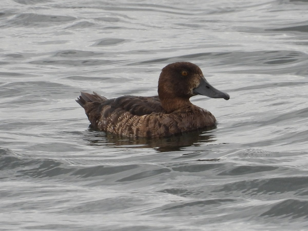 Tufted Duck - ML474988341