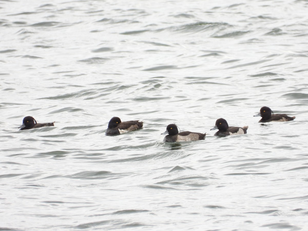 Tufted Duck - ML474988371