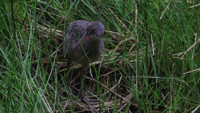 Clapper Rail (Atlantic Coast) - ML474989