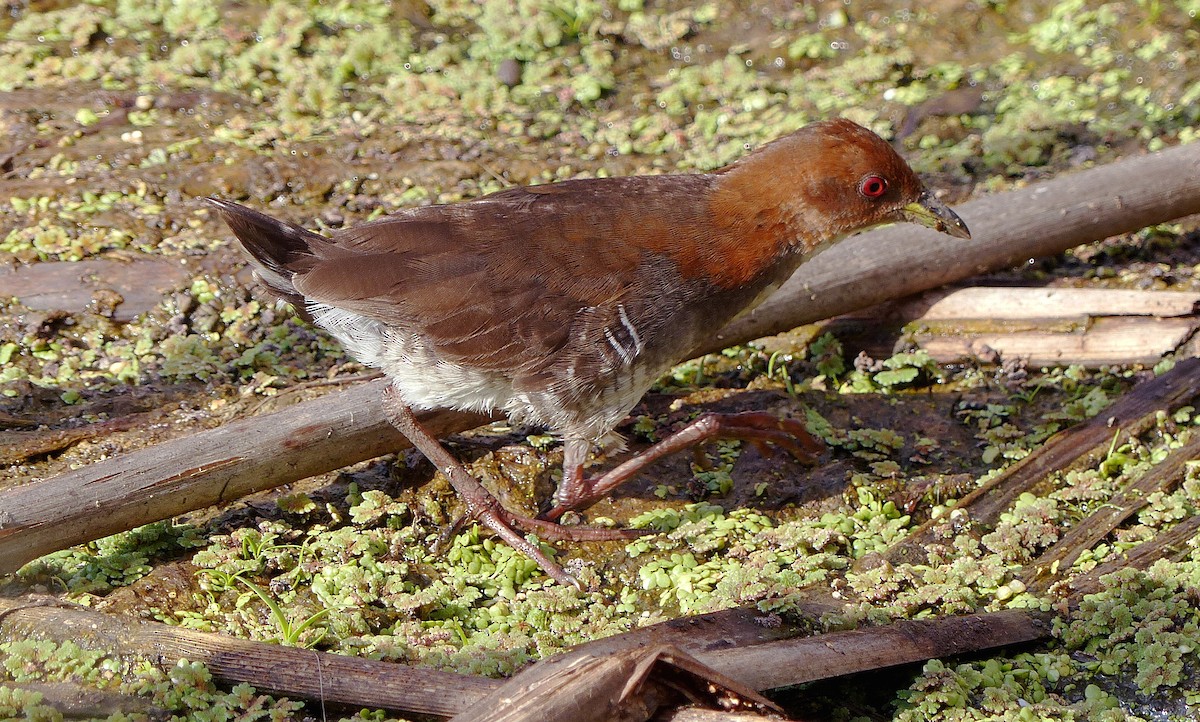 Red-and-white Crake - Julien Birard