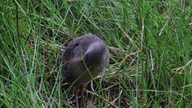 Clapper Rail (Atlantic Coast) - ML474990