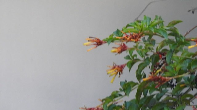 kolibřík kubánský - ML474990481