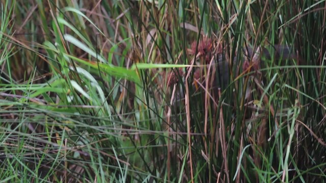 Clapper Rail (Atlantic Coast) - ML474991