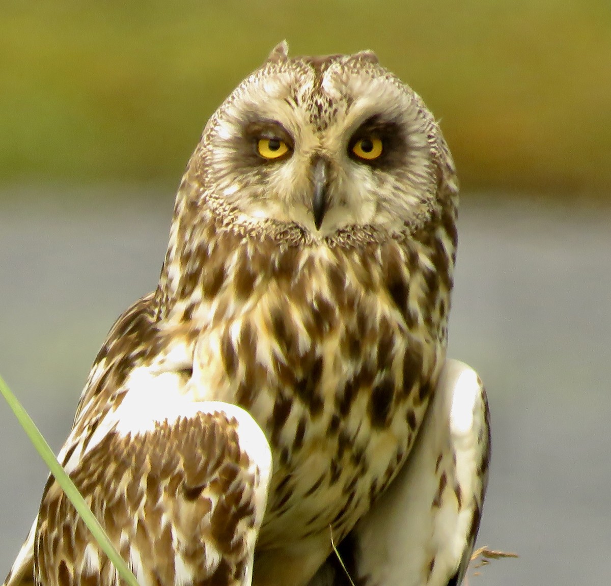 Short-eared Owl - ML474991191