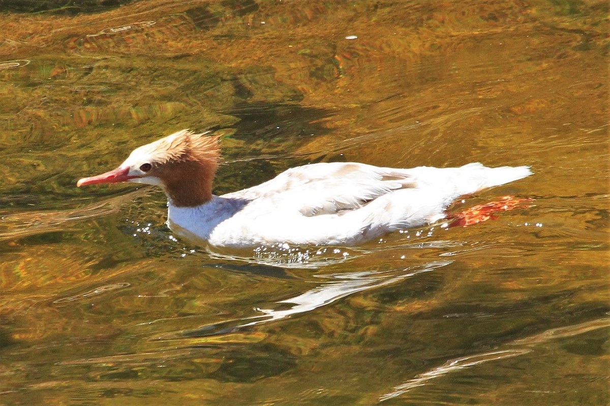 Common Merganser - ML474991521