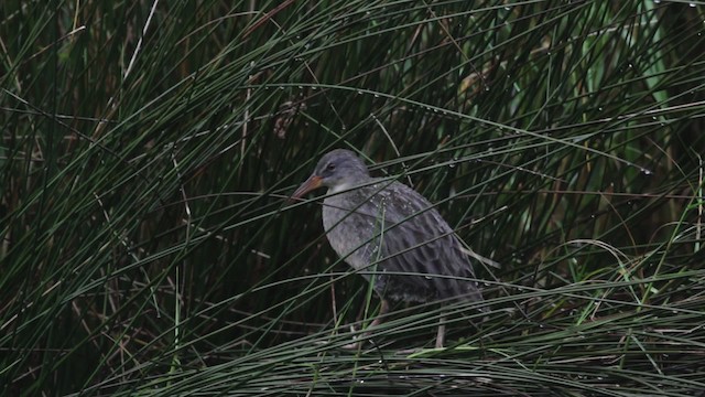 Clapper Rail (Atlantic Coast) - ML474992