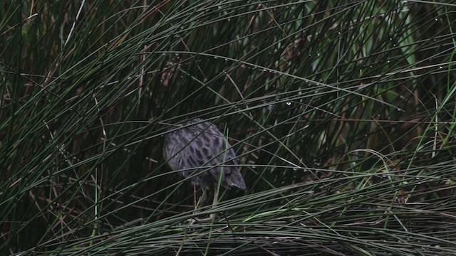 Clapper Rail (Atlantic Coast) - ML474993