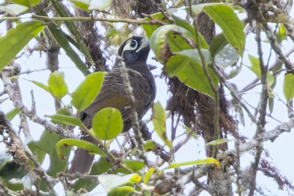 Cinnamon-browed Melidectes - ML474995011