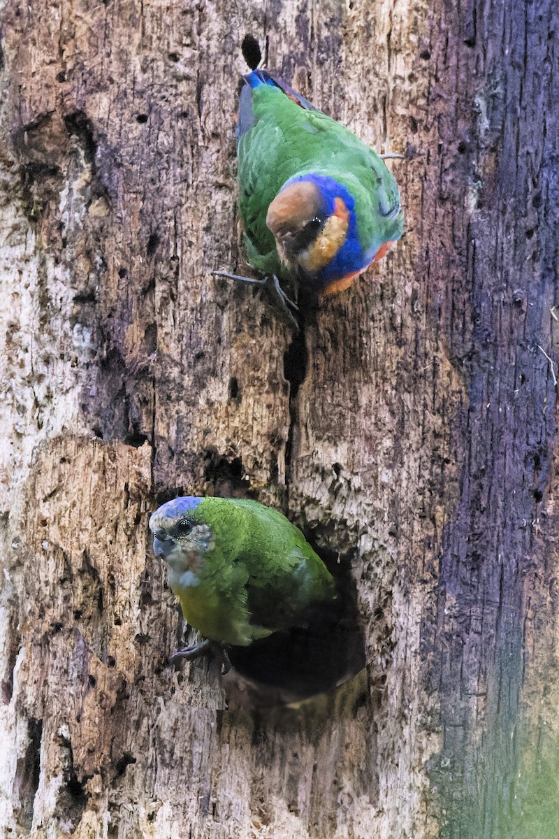 Red-breasted Pygmy-Parrot - ML474995231