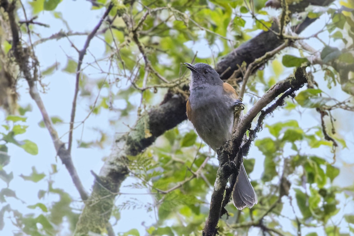 Rufous-sided Honeyeater - ML474996361