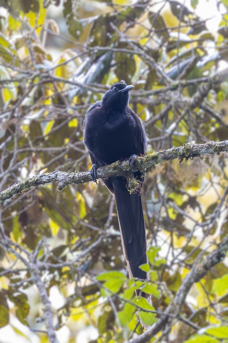 Arfak Astrapia - Bradley Hacker 🦜