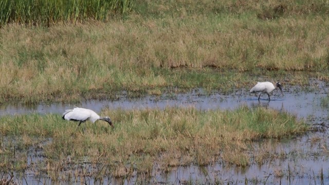 Wood Stork - ML474997