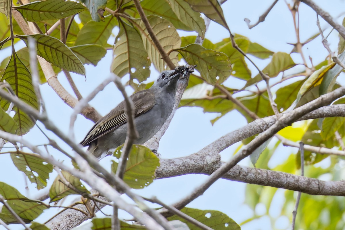 Marbled Honeyeater - ML474997481